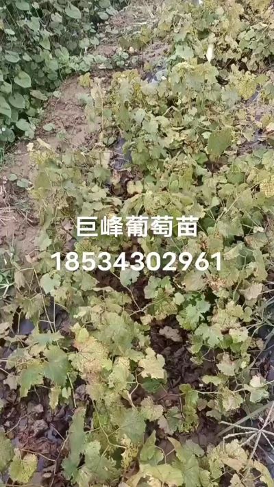 出售早熟巨峰葡萄苗。药用连翘苗，科研五号优质种苗，2/5年苗，药用连翘树，挂果树，全国包邮到家！财富密码18534302961