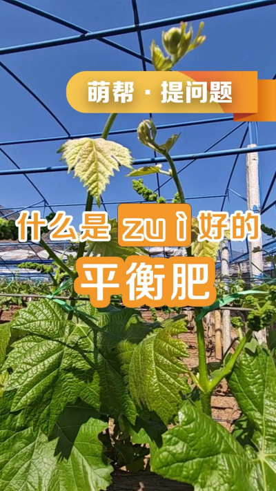 什么是最好的平衡肥