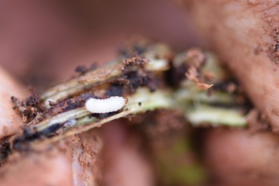 冬季甘薯采收后的田间管理&mdash;&mdash;清洁田园与土壤消毒