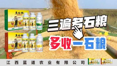 冬季种植，油菜，小麦，草莓等作物的，出现了除草剂药害，黄叶，僵苗，苗不长等问题，马上用多石粮，确保5天见到效果。