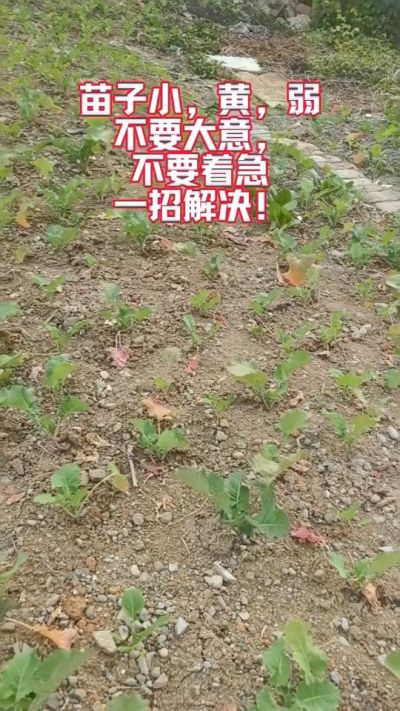 油菜苗子弱苗子小，就用多石粮，5天见效果。