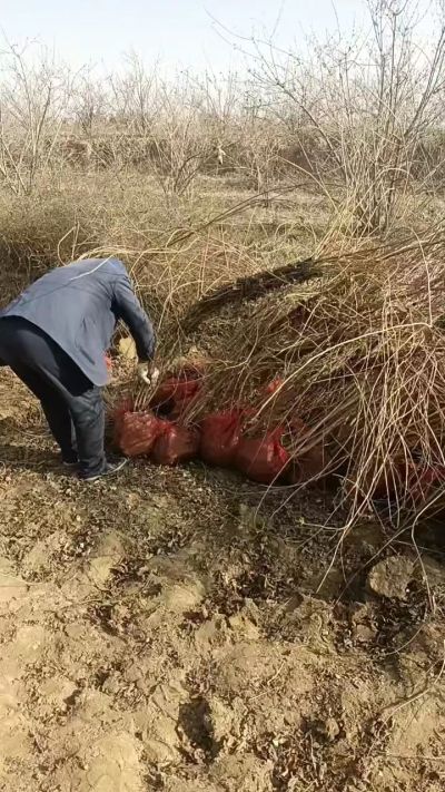 出售药用连翘苗，科研五号优质种苗，2/5年苗，药用连翘树，挂果树，全国包邮到家！财富密码18534302961出售药用连翘苗，科研五号优质种苗，2/5年苗，药用连翘树，挂果树，全国包邮到家！财富密码1