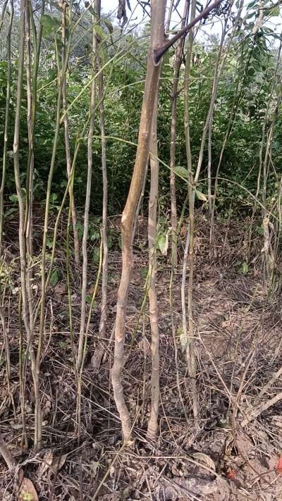 出售臭椿苗，巨峰葡萄苗。药用连翘苗，科研五号优质种苗，2/5年苗，药用连翘树，挂果树，全国包邮到家！财富密码18534302961