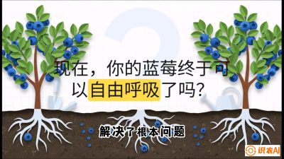 第3节：别把树&ldquo;憋死&rdquo;&mdash;&mdash;正确的定植与换盆手法,   课程：《蓝莓&ldquo;高产&rdquo;实战课：从选苗到丰收的10个关键点》