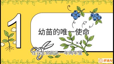 第6节：修剪决定产量（上）&mdash;&mdash;幼苗期与生长期修剪， 课程：《蓝莓&ldquo;高产&rdquo;实战课：从选苗到丰收的10个关键点》