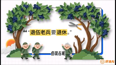 第7节：修剪决定产量（下）&mdash;&mdash;结果树的更新与疏果，课程：《蓝莓&ldquo;高产&rdquo;实战课：从选苗到丰收的10个关键点》