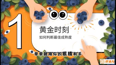 第10节：完美的&ldquo;果粉&rdquo;&mdash;&mdash;采摘时机与保鲜， 课程：《蓝莓&ldquo;高产&rdquo;实战课：从选苗到丰收的10个关键点》