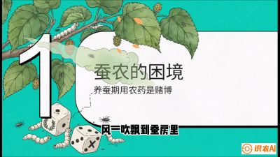 第06节：虫口夺叶（上）&mdash;&mdash;物理与生物防控绝技，课程《桑海淘金：桑树高产与蚕桑安全进阶实战课》