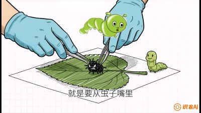 第07节：虫口夺叶（下）&mdash;&mdash;不得不打药时的&ldquo;解毒术&rdquo;，课程：《桑海淘金：桑树高产与蚕桑安全进阶实战课》