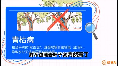 第08节：看不见的杀手&mdash;&mdash;青枯病与萎缩病，课程：《桑海淘金：桑树高产与蚕桑安全进阶实战课》