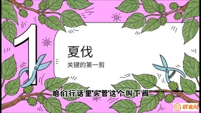 第11节：叶果双收&mdash;&mdash;特殊的夏伐与冬伐，课程：《桑海淘金：桑树高产与蚕桑安全进阶实战课》