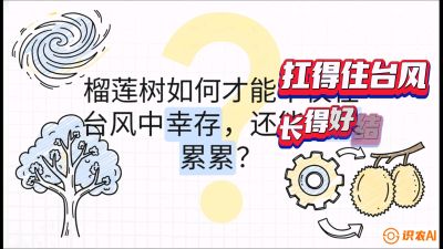 第四节：中国榴莲突围战：为生存重塑权型，抗台风矮化栽培与力学牵引，课程：《国产榴莲突围战：从泰国经验到中国实操的8堂必修课（高阶实战版）》