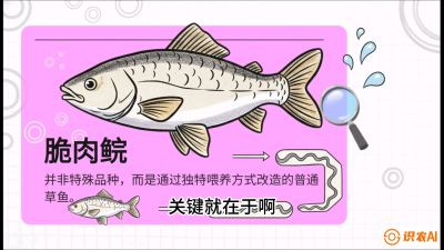 第六节：【老品升级&middot;脆肉鲩】如何让草鱼身价翻倍？，课程：《黄金鳞甲：2025中国淡水鱼高效养殖实战营》