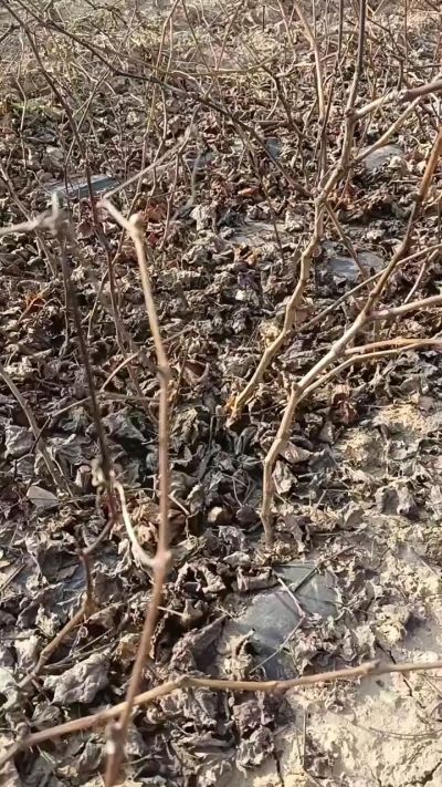 出售，巨峰葡萄苗。药用连翘苗，科研五号优质种苗，2/5年苗，药用连翘树，挂果树，全国包邮到家！财富密码18534302961