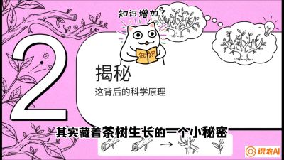 第04节（修剪篇）：树势复活术：从&ldquo;越剪越弱&rdquo;到&ldquo;枝繁叶茂&rdquo;的能量管理与夏秋茶逆袭，课程：《茶金时代：从&ldquo;看天吃饭&rdquo;到&ldquo;精准控局&rdquo;的茶叶高产提质实战课》