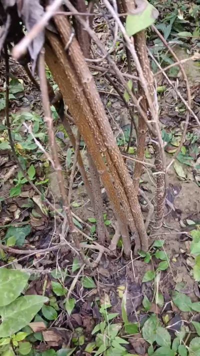 出售药用连翘苗，科研五号优质种苗，2/5年苗，药用连翘树，挂果树，全国包邮到家！财富密码18534302961出售药用连翘苗，科研五号优质种苗，2/5年苗，药用连翘树，挂果树，全国包邮到家！财富密码1