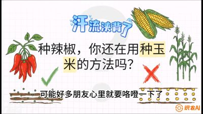 第1节：【品种定江山】工业辣椒vs小米辣：底肥公式与密度陷阱的&ldquo;百万生意经&rdquo;，课程：《辣椒种植实战特训营，从工业辣椒到精品小米辣，教你如何把&ldquo;草&rdquo;种成&ldquo;金&rdquo;》