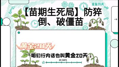 第2节：【苗期生死局】防猝倒、破僵苗，决定后期产量的&ldquo;黄金20天&rdquo;，课程：《辣椒种植实战特训营，从工业辣椒到精品小米辣，教你如何把&ldquo;草&rdquo;种成&ldquo;金&rdquo;》