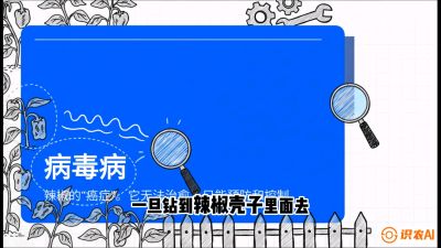 第5节：【病毒病阻击】辣椒的&ldquo;癌症&rdquo;怎么治？从&ldquo;绝收恐慌&rdquo;到&ldquo;带毒生产&rdquo;的逆转术，课程：《辣椒种植实战特训营，从工业辣椒到精品小米辣，教你如何把&ldquo;草&rdquo;种成&ldquo;金&rdquo;》
