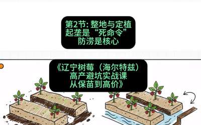 第二节： 整地与定植&mdash;&mdash;起垄是&ldquo;死命令&rdquo;，防涝是核心，课程：《辽宁树莓（海尔特兹）高产避坑实战课：从保苗到高价》