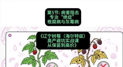 第五节： 病害阻击&mdash;&mdash;专治&ldquo;绝症&rdquo;根腐病与灰霉病，课程：《辽宁树莓（海尔特兹）高产避坑实战课：从保苗到高价》
