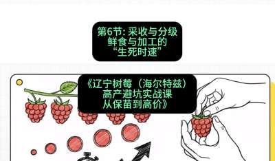 第六节： 采收与分级&mdash;&mdash;鲜食与加工的&ldquo;生死时速&rdquo;，课程：《辽宁树莓（海尔特兹）高产避坑实战课：从保苗到高价》