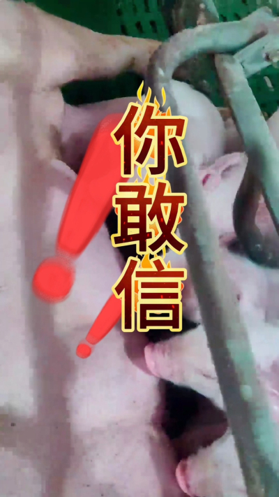 小猪抢不到奶，干瘦不长肉？成活率总上不去？😭
自从用上南商农科这款仔猪补奶机，再也没这烦恼！
✅ 一键设置下料参数，新手也能上手
✅ 恒温补奶，小猪抢着喝，长势超均匀
从车间精工组装到猪场落地使用，每