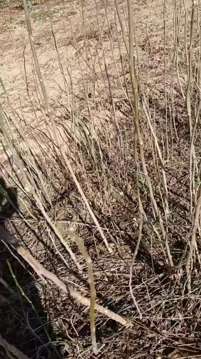 出售臭椿苗，巨峰葡萄苗。药用连翘苗，科研五号优质种苗，2/5年苗，药用连翘树，挂果树，全国包邮到家！财富密码18534302961