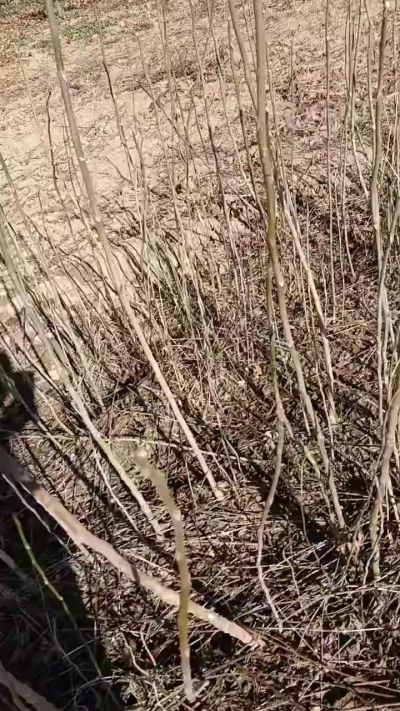 出售臭椿苗，巨峰葡萄苗。药用连翘苗，科研五号优质种苗，2/5年苗，药用连翘树，挂果树，全国包邮到家！财富密码18534302961