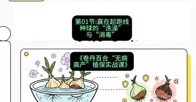 第01节：赢在起跑线&mdash;&mdash;种球的&ldquo;洗澡&rdquo;与&ldquo;消毒&rdquo;，课程：《卷丹百合&ldquo;无病高产&rdquo;植保实战课》#识农AI