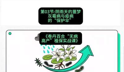 第03节：阴雨天的噩梦&mdash;&mdash;灰霉病与疫病的&ldquo;保护伞&rdquo;，课程：《卷丹百合&ldquo;无病高产&rdquo;植保实战课》#识农AI