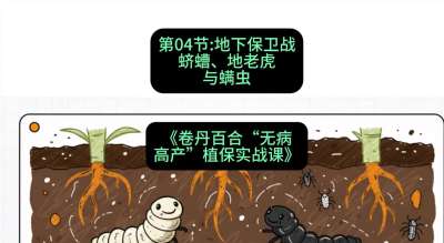 第04节：地下保卫战&mdash;&mdash;蛴螬、地老虎与螨虫 ，课程：《卷丹百合&ldquo;无病高产&rdquo;植保实战课》#识农AI