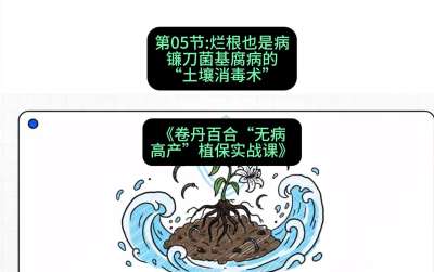 第05节：烂根也是病&mdash;&mdash;镰刀菌基腐病的&ldquo;土壤消毒术&rdquo; ，课程：《卷丹百合&ldquo;无病高产&rdquo;植保实战课》#识农AI