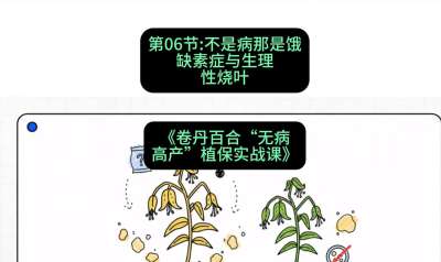 第06节：不是病那是饿&mdash;&mdash;缺素症与生理性烧叶 ，课程：《卷丹百合&ldquo;无病高产&rdquo;植保实战课》#识农AI