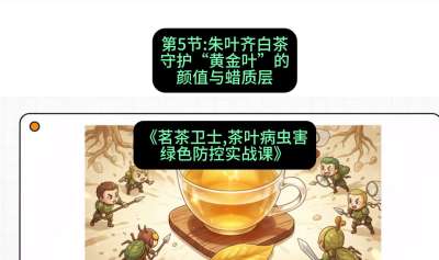 第05节：朱叶齐白茶&mdash;&mdash;守护&ldquo;黄金叶&rdquo;的颜值与蜡质层（重点），课程：《茗茶卫士&mdash;&mdash;茶叶病虫害绿色防控实战课》#识农AI