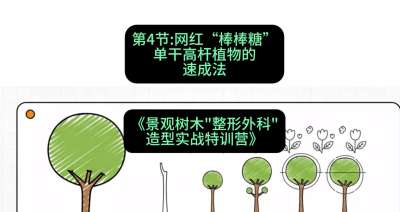 第04节：网红&ldquo;棒棒糖&rdquo;&mdash;&mdash;单干高杆植物的速成法，课程：《景观树木&ldquo;整形外科&rdquo;造型实战特训营》#识农AI