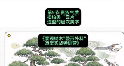 第05节：贵族气质&mdash;&mdash;松柏类&ldquo;云片&rdquo;造型的层次美学，课程：《景观树木&ldquo;整形外科&rdquo;造型实战特训营》#识农AI
