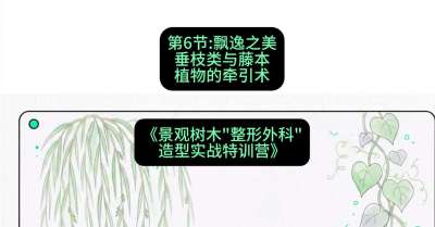 第06节：飘逸之美&mdash;&mdash;垂枝类与藤本植物的牵引术，课程：《景观树木&ldquo;整形外科&rdquo;造型实战特训营》#识农AI