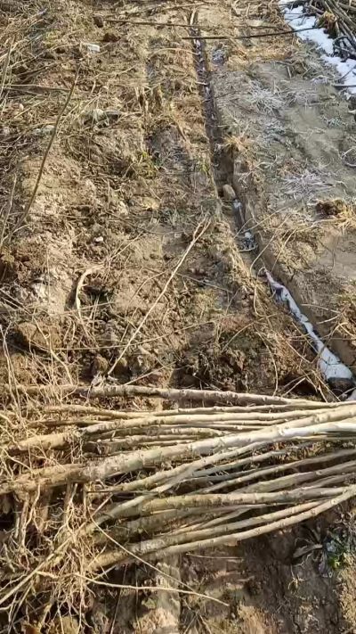 出售臭椿苗，巨峰葡萄苗。药用连翘苗，科研五号优质种苗，2/5年苗，药用连翘树，挂果树，全国包邮到家！财富密码18534302961