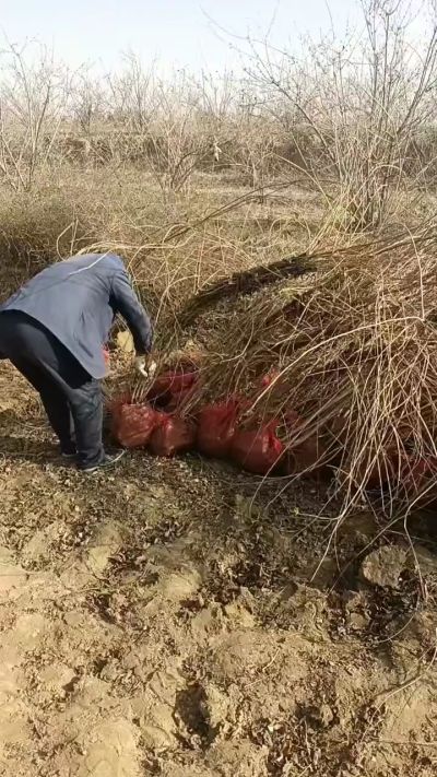 出售药用连翘苗，科研五号优质种苗，2/5年苗，药用连翘树，挂果树，全国包邮到家！财富密码18534302961出售药用连翘苗，科研五号优质种苗，2/5年苗，药用连翘树，挂果树，全国包邮到家！财富密码1