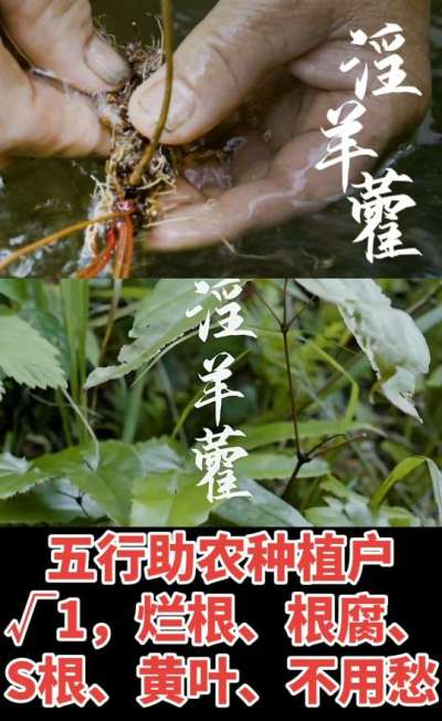 177，1907，0725，V 同号
1  老乡们！种淫羊藿不用乱买肥，咱这款专用肥，针对淫羊藿习性配的，壮苗防烂根，采收多卖钱，用过都回头！
2  咱种淫羊藿图的就是省心高产！专用肥薄肥勤施，苗不烧