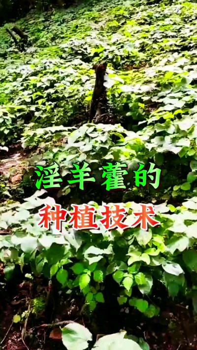 揭秘&ldquo;仙草&rdquo;淫羊藿的种植密码！耐严寒耐贫瘠，林下套种不占耕地，管理简单还能套种其他作物，一亩地的投入两亩地的收益～ 想返乡创业的赶紧码住！ #淫羊藿种植技术 #返乡创业项目 #药材种植指南 #农业新风