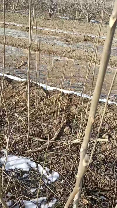 臭椿苗，一年苗，需要联系我，全国包邮到家。18534302961