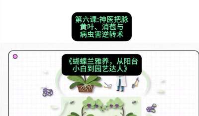 第六节：神医把脉：黄叶、消苞与病虫害逆转术，课程：《蝴蝶兰雅养六讲：从阳台小白到园艺达人》#识农AI