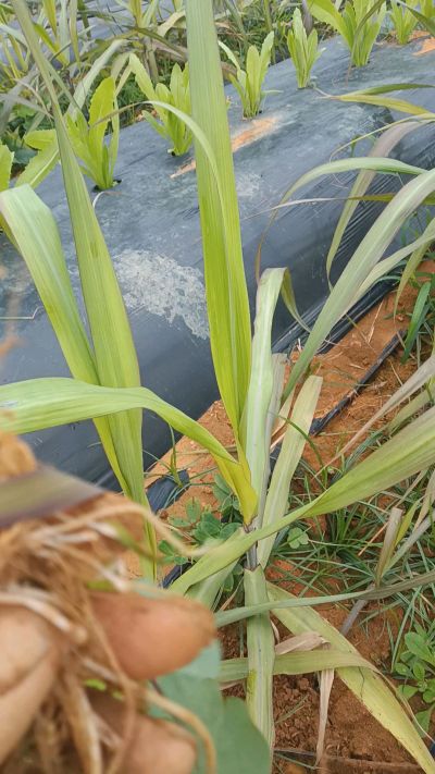 黑甘蔗种植下去，三个月。第一次追肥，
