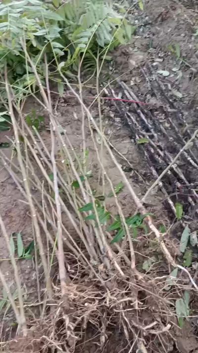 出售臭椿苗，巨峰葡萄苗。药用连翘苗，科研五号优质种苗，2/5年苗，药用连翘树，挂果树，全国包邮到家！财富密码18534302961