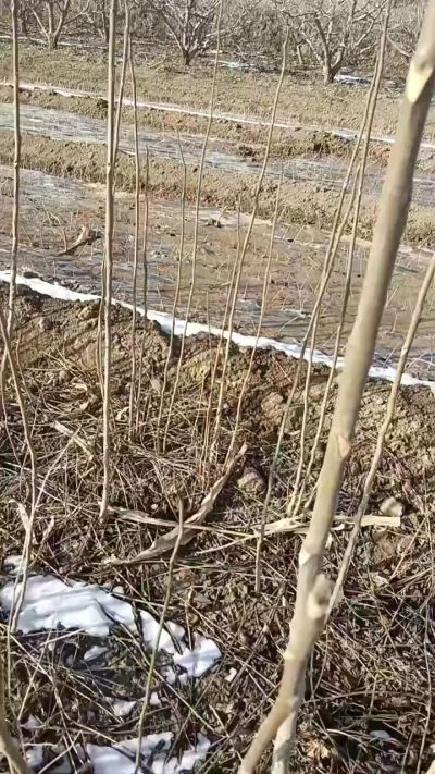 出售臭椿苗，巨峰葡萄苗。药用连翘苗，科研五号优质种苗，2/5年苗，药用连翘树，挂果树，全国包邮到家！财富密码18534302961