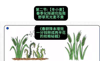 第二节：【冬小麦】春季化除避坑指南，野草死光麦不黄