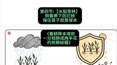 第四节：【水稻育秧】倒春寒下防烂秧，保住苗子就是保本
