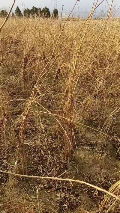 出售药用连翘苗，科研五号优质种苗，2/5年苗，药用连翘树，挂果树，全国包邮到家！财富密码18534302961出售药用连翘苗，科研五号优质种苗，2/5年苗，药用连翘树，挂果树，全国包邮到家！财富密码1